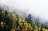 Aerosols from coniferous forests no longer cool the climate as much